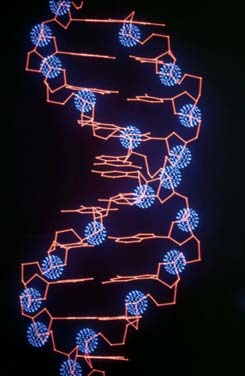 Illustration of a hydroxyl radical attacking a DNA molecule