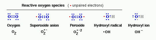 Reactive oxygen species: oxygen, superoxide anion, peroxide, hydroxyl radical and hydroxyl ion